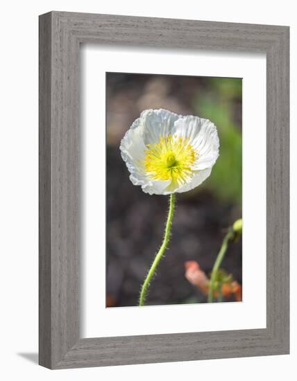 White Poppy, garden, USA-Lisa S. Engelbrecht-Framed Photographic Print