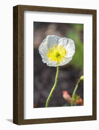 White Poppy, garden, USA-Lisa S. Engelbrecht-Framed Photographic Print