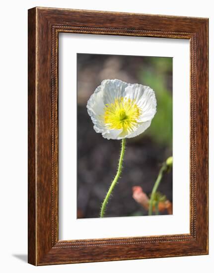 White Poppy, garden, USA-Lisa S. Engelbrecht-Framed Photographic Print