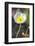 White Poppy, garden, USA-Lisa S. Engelbrecht-Framed Photographic Print