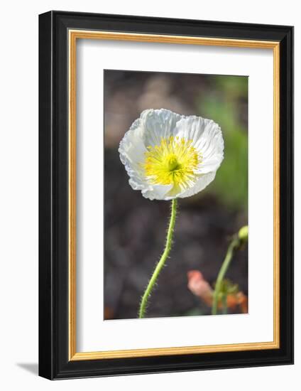 White Poppy, garden, USA-Lisa S. Engelbrecht-Framed Photographic Print