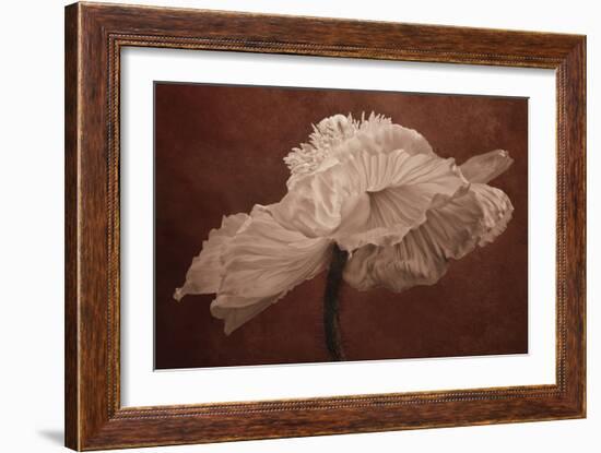 White Poppy-Cora Niele-Framed Photographic Print