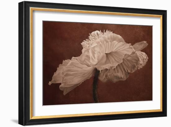 White Poppy-Cora Niele-Framed Photographic Print