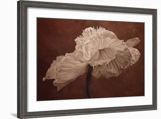 White Poppy-Cora Niele-Framed Photographic Print