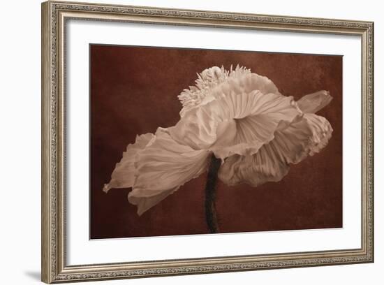 White Poppy-Cora Niele-Framed Photographic Print