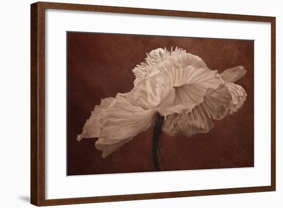 White Poppy-Cora Niele-Framed Photographic Print