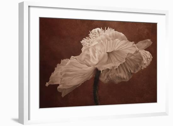 White Poppy-Cora Niele-Framed Photographic Print