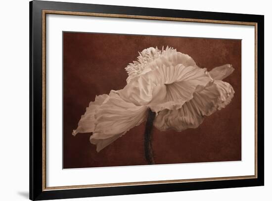 White Poppy-Cora Niele-Framed Photographic Print