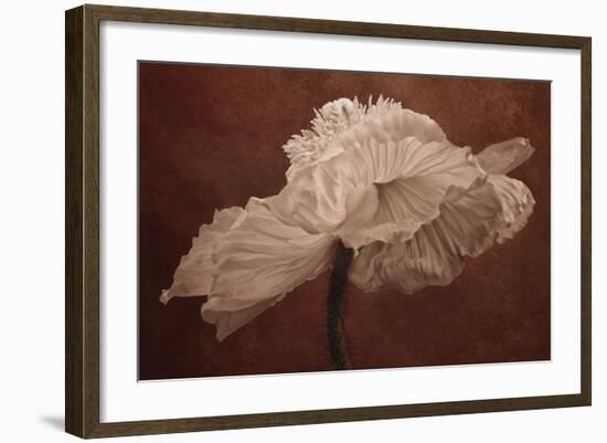 White Poppy-Cora Niele-Framed Photographic Print