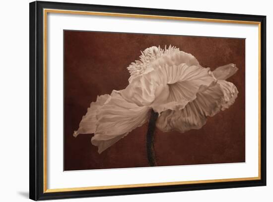 White Poppy-Cora Niele-Framed Photographic Print