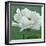 White Poppy-John Zaccheo-Framed Giclee Print