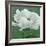 White Poppy-John Zaccheo-Framed Giclee Print