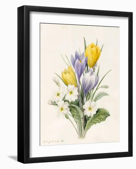 White Primroses and Early Hybrid Crocuses, 1830-Louise D'Orleans-Framed Giclee Print