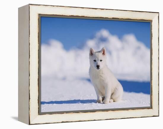 White Puppy in Snow-null-Framed Premier Image Canvas