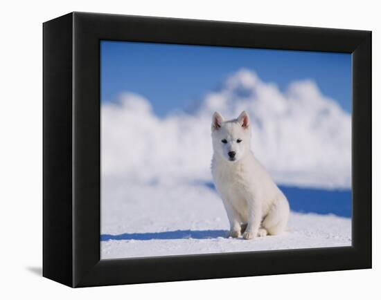 White Puppy in Snow-null-Framed Premier Image Canvas