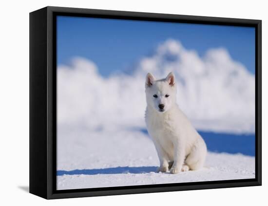 White Puppy in Snow-null-Framed Premier Image Canvas