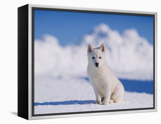 White Puppy in Snow-null-Framed Premier Image Canvas