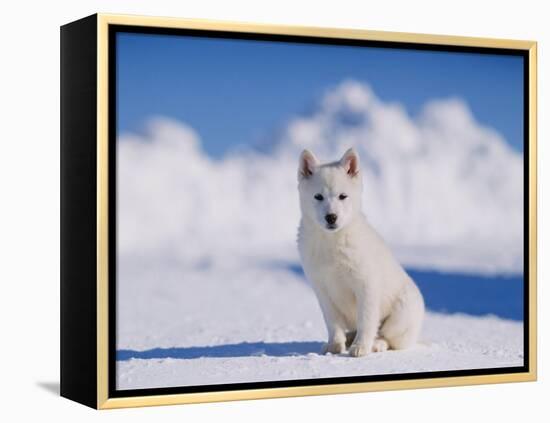 White Puppy in Snow-null-Framed Premier Image Canvas