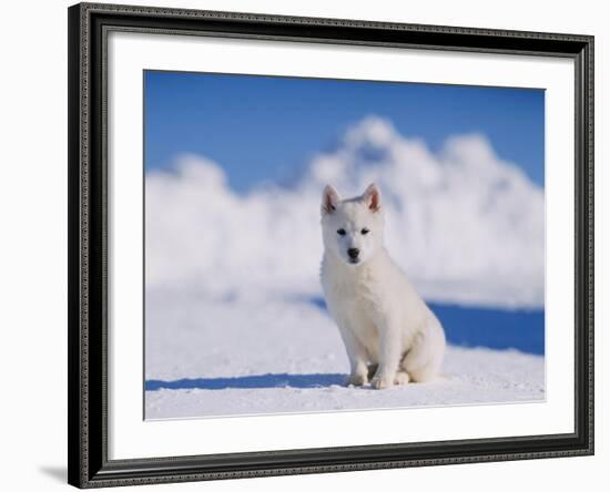 White Puppy in Snow-null-Framed Photographic Print