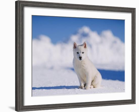 White Puppy in Snow-null-Framed Photographic Print