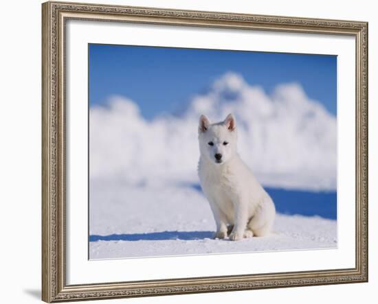 White Puppy in Snow-null-Framed Photographic Print