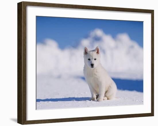 White Puppy in Snow-null-Framed Photographic Print