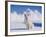 White Puppy in Snow-null-Framed Photographic Print