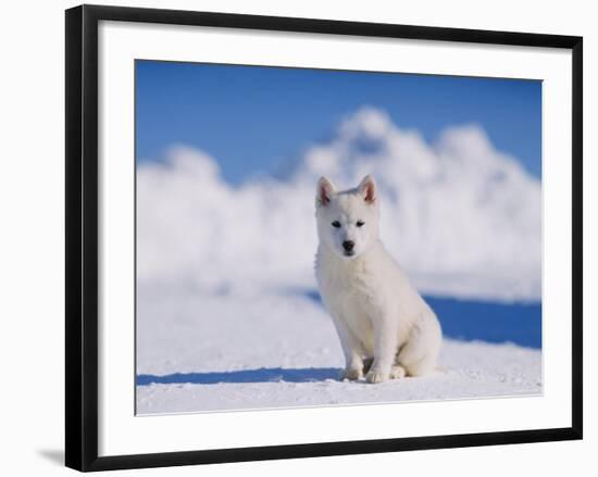 White Puppy in Snow-null-Framed Photographic Print