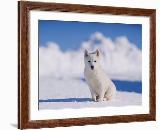 White Puppy in Snow-null-Framed Photographic Print