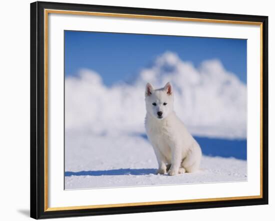 White Puppy in Snow-null-Framed Photographic Print