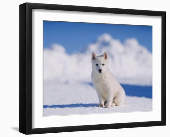 White Puppy in Snow-null-Framed Photographic Print