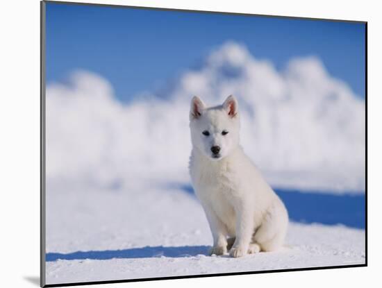 Photographic Print, , large