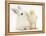 White Rabbit and Yellow Bantam Chick-Mark Taylor-Framed Premier Image Canvas