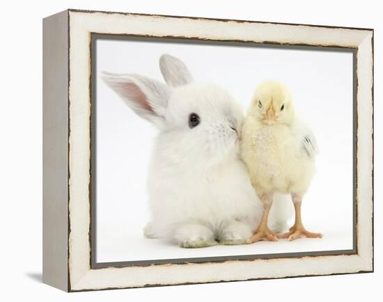 White Rabbit and Yellow Bantam Chick-Mark Taylor-Framed Premier Image Canvas
