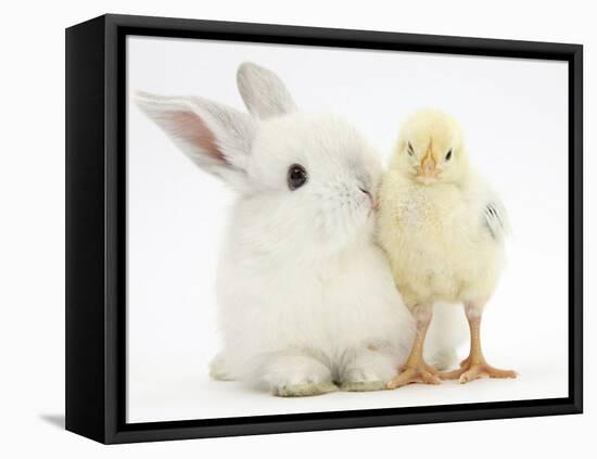 White Rabbit and Yellow Bantam Chick-Mark Taylor-Framed Premier Image Canvas