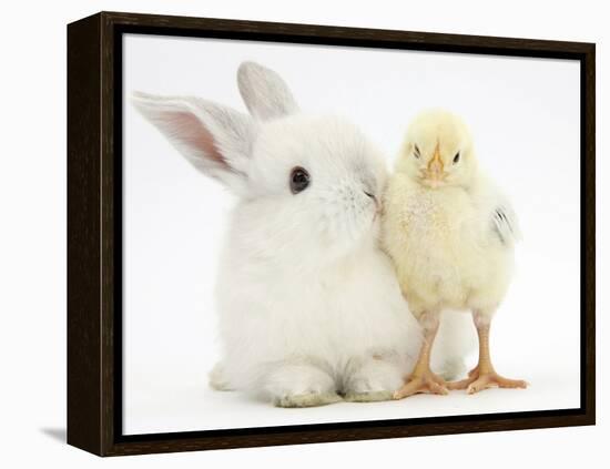 White Rabbit and Yellow Bantam Chick-Mark Taylor-Framed Premier Image Canvas