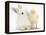 White Rabbit and Yellow Bantam Chick-Mark Taylor-Framed Premier Image Canvas