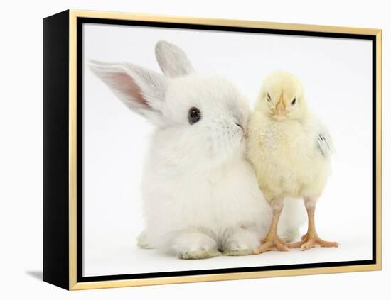 White Rabbit and Yellow Bantam Chick-Mark Taylor-Framed Premier Image Canvas