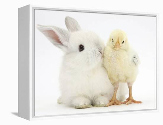 White Rabbit and Yellow Bantam Chick-Mark Taylor-Framed Premier Image Canvas