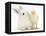 White Rabbit and Yellow Bantam Chick-Mark Taylor-Framed Premier Image Canvas