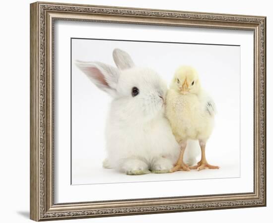 White Rabbit and Yellow Bantam Chick-Mark Taylor-Framed Photographic Print