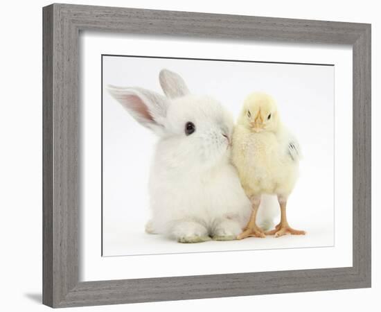 White Rabbit and Yellow Bantam Chick-Mark Taylor-Framed Photographic Print