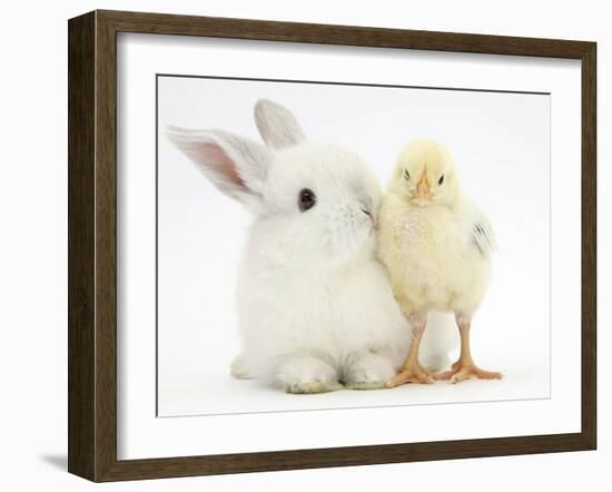 White Rabbit and Yellow Bantam Chick-Mark Taylor-Framed Photographic Print