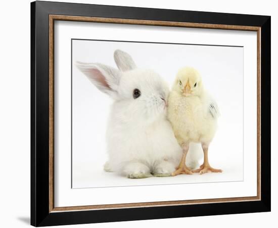 White Rabbit and Yellow Bantam Chick-Mark Taylor-Framed Photographic Print