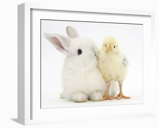 White Rabbit and Yellow Bantam Chick-Mark Taylor-Framed Photographic Print