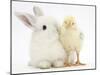 White Rabbit and Yellow Bantam Chick-Mark Taylor-Mounted Photographic Print