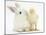 White Rabbit and Yellow Bantam Chick-Mark Taylor-Mounted Photographic Print