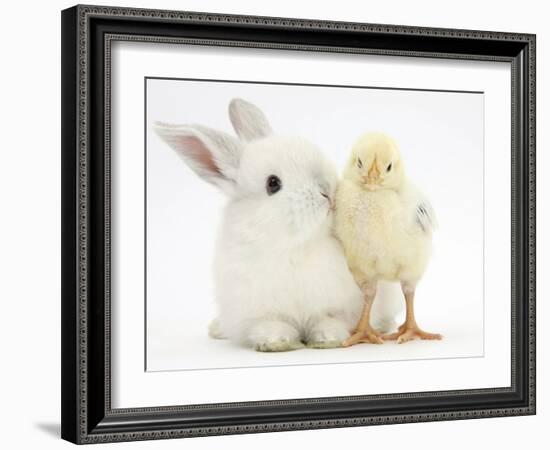 White Rabbit and Yellow Bantam Chick-Mark Taylor-Framed Photographic Print