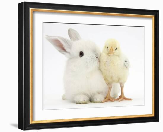 White Rabbit and Yellow Bantam Chick-Mark Taylor-Framed Photographic Print