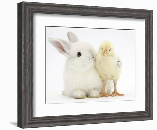 White Rabbit and Yellow Bantam Chick-Mark Taylor-Framed Photographic Print